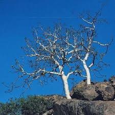 Image result for Sterculia quinqueloba