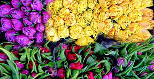 We did not find results for: Color Changing Plants Flowers To Add To Your Garden Life S Dirty Clean Easy