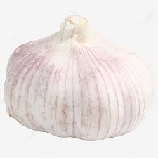 Check spelling or type a new query. Gambar Bawang Putih Bawang Putih Bawang Putih Shandong Kepala Bawang Putih Png Dan Clipart Untuk Muat Turun Percuma