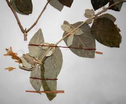 Image result for Barleria albostellata