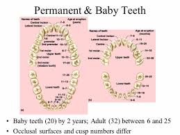 Infant Teeth Growth Chart 2019