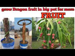 Requirements for growing dragon fruit Dragon Fruit Transplant In Big Pot For More Fruits Youtube