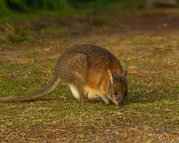 The sacciform fore stomach, tubiform fore stomach regions which. Red Necked Pademelon Facts Diet Habitat Pictures On Animalia Bio