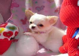 Good with kids, cats, and other dogs. Tiny Tea Cup Chihuahua Puppies For Free Adoption Chihuahua Puppies Teacup Chihuahua Puppies Puppies
