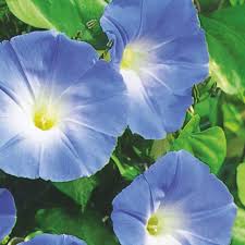Image result for Ipomoea trinervia