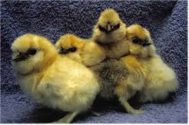 Breeds Of Chickens Silkies Silkie Bantam Chicken Breeds
