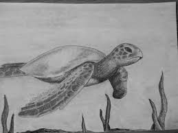 Turtle Pencil Drawing Pencil Art Drawings Turtle Sketch Turtle Drawing