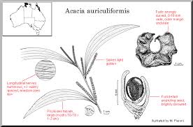 Image result for Acacia auriculiformis