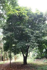 File Cola Nitida 04 Jpg Kola Tree Tree Trip Plants