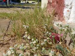 Image result for Helichrysum argyrosphaerum