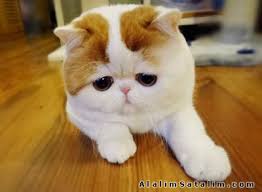 Snopy Exotic Shorthair 1693673 Alalimsatalim Com