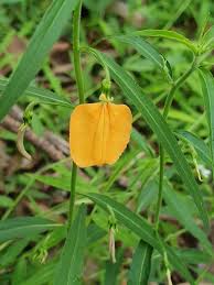 Image result for Afrohybanthus