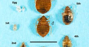 pin on bed bugs