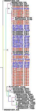 Cow + sheep = 240. Frontiers Emergence Of Bat Related Betacoronaviruses Hazard And Risks Microbiology