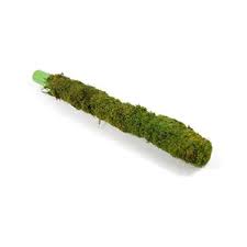 Coir pole is the ideal support for various indoor climbing plants.it is perfect for climbing plants, vine plants, creepers, such as, pothos, money plant, monstera. Buy Moss Stick 2 Feet Online At Best Price On Plantsguru Com