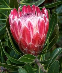 Image result for Protea argyrea