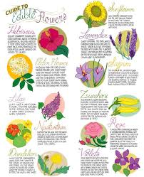 We did not find results for: Beautiful Flowers List Of Non Edible Flowers