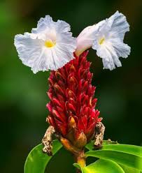 Image result for Costus