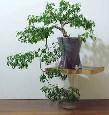 Bonsai Bonsaistas Do Brasil Aido Bonsai Pagina 2