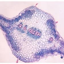 Image result for Pluchea dioscoridis