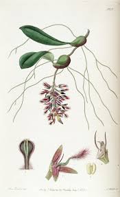 Image result for Bulbophyllum saltatorium