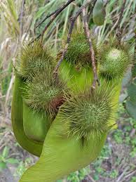 Image result for Centrolobium