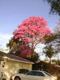 Flowers bloom february through may. Buy Tabebuia Flowering Trees For Sale In Orlando Kissimmee