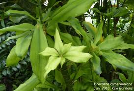 Image result for Dracaena camerooniana