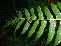 Image result for Pneumatopteris unita