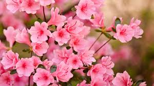 Check spelling or type a new query. Summer Pink Spring Flowers Utopia Fragrant Blurry Garden Desktop Flower