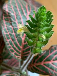 Today, more than 30,000 species are threatened with extinction, and thousands would already be lost without tireless conservation efforts. Fittonia Albivenis Jewel Plant Mosaic Plant Nerve Plant Silver Nerve Silver Nerve Plant Silver Threads North Carolina Extension Gardener Plant Toolbox