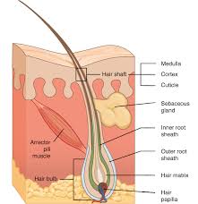 What causes premature white hair? Hair Biology For Majors Ii