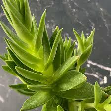 Image result for Crassula capitella