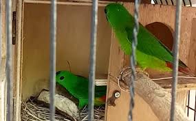 Check spelling or type a new query. Cara Mudah Ternak Burung Serindit Agar Cepat Sukses