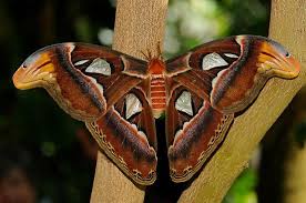 Atlas Moth By Bonnie T Barry Atlas Moth Moth Atlas