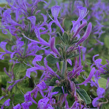 Image result for Hypoestes aristata