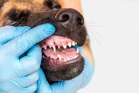 Geburtstagskarte mit hund (hundewelpen) zeichnen. Hundealter Bestimmen Wie Alt Ist Eigentlich Mein Hund