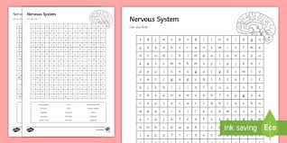 Nervous System Word Search
