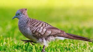 Ya, murai batu adalah salah satu jenis burung kicauan yang sangat digemari oleh para pecinta burung. Alasan Memelihara Hingga Keunikan Burung Perkutut Termasuk Ciri Jenis Serta Harganya Di Pasaran Halaman All Tribun Timur