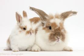 Maybe you would like to learn more about one of these? Brown And White Rabbit And Baby Bunny Photo Wp37143