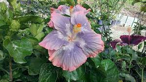 Caribbean Cristal Ice By Marianne Atiu Hibiscus Flowers Hibiscus Flowers