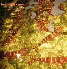 Xem tất cả 289 đánh giá về gayang seafood restaurant. Gayang Seafood Restaurant Beautifulkk Com
