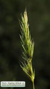 Image result for Anthoxanthum nivale