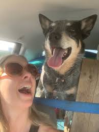 Chipmunk teases dog from tree