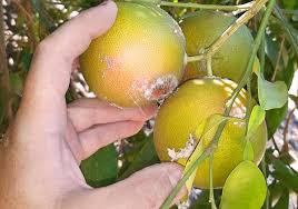 Image result for Mealybug cucumber