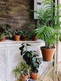 Tolerant of super low light levels, the zz plant is a perfect pick for apartments or office cubicles that get little natural light. Caring For Indoor Plants In Low Light Conditions Architectural Digest