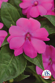 Image result for Impatiens keilii