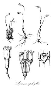 Image result for Burmanniaceae