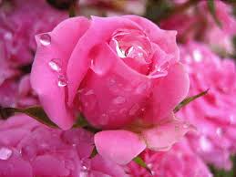 Frasi Per Anniversario Di Morte Della Mamma Lettera A Una Mamma Che Non C E Piu Facebook Rose Belle Bellissimi Fiori Anniversario