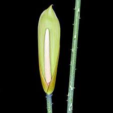 Image result for Anchomanes abbreviatus
